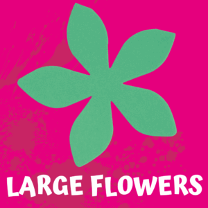 Large Flowers